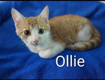 Ollie -  Tabby Cat for Adoption in Wyandotte, Michigan - Ollie | PetCurious