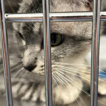 Lyric -  Domestic Short Hair Cat for Adoption in Greensboro, North Carolina - Lyric | PetCurious