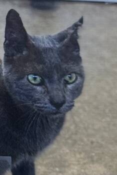 Rescue Domestic Short Hair Cats for Adoption in Fort Madison, Iowa - Evergreen | PetCurious