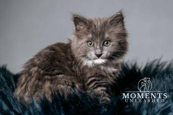 Ditto  -  Domestic Long Hair Cat Available for Adoption - Ditto  | PetCurious