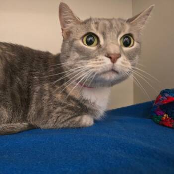 Domestic Short Hair Cats Available for Adoption in Fairport, New York - Lucy | PetCurious