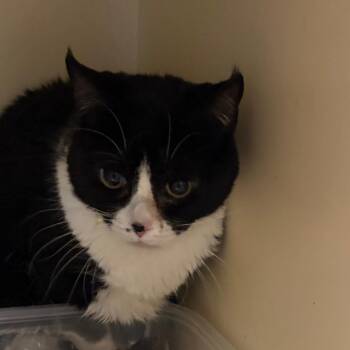 Pretty girl -  Domestic Short Hair Cat for Adoption in Yuma, Arizona - Pretty Girl | PetCurious