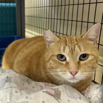 Domestic Short Hair Cats Available for Adoption in Medford, Oregon - Sasha | PetCurious