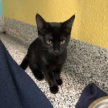 Buffy -  Domestic Short Hair Cat for Adoption in Fresno, California - Buffy | PetCurious