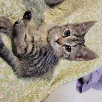 Oreo -  Domestic Short Hair Cat Available for Adoption in Elk Grove, California - Oreo | PetCurious