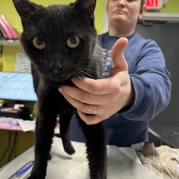 Domestic Short Hair Cats Available for Adoption - Lawn Mower | PetCurious