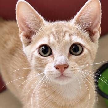 Miss Demeanor -  Domestic Short Hair Cat for Adoption in Boerne, Texas - Miss Demeanor | PetCurious