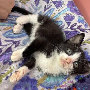 Domestic Short Hair Cats Available for Adoption in San Antonio, Texas - Cattail | PetCurious