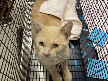 Domestic Short Hair Cats Available for Adoption in Ontario, California - GASTON | PetCurious