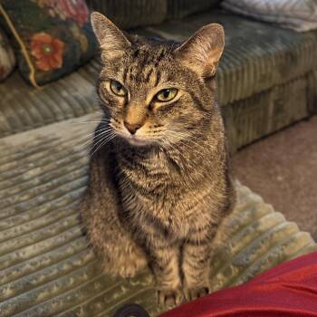 Betty Jo -  Domestic Short Hair and Mixed Breed Cat for Adoption in Decatur, Georgia - Betty Jo | PetCurious