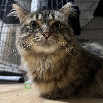 Rescue Domestic Long Hair Cats for Adoption in Indianapolis, Indiana - Paisley | PetCurious