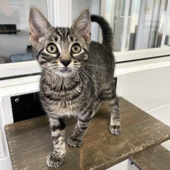 Stinger -  Domestic Short Hair Cat for Adoption in Carencro, Louisiana - Stinger | PetCurious