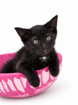 Echo -  Domestic Short Hair Cat for Adoption in Bowling Green, Kentucky - Echo | PetCurious