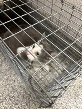 Domestic Short Hair Cats Available for Adoption in Houston, Texas - A655512 | PetCurious