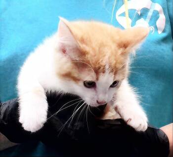 Willow -  Domestic Short Hair Cat for Adoption in Nashville, Tennessee - Willow | PetCurious