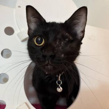 Pantheress -  Domestic Short Hair Cat for Adoption in Bentonville, Arkansas - Pantheress | PetCurious