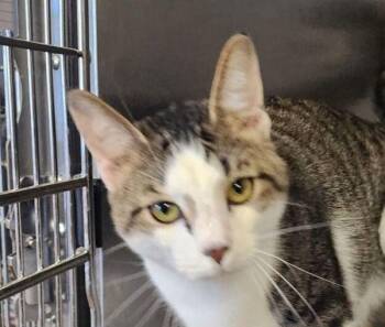 Domestic Short Hair Cats Available for Adoption - Smooch | PetCurious