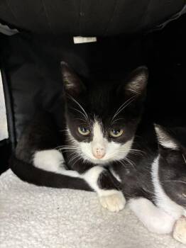 Spots -  Domestic Short Hair Cat for Adoption in Marietta, Georgia - Spots | PetCurious
