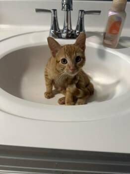 Goobert -  Domestic Short Hair Cat for Adoption in Topeka, Kansas - Goobert | PetCurious
