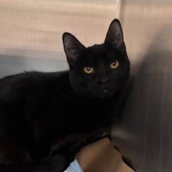 Domestic Short Hair Cats Available for Adoption - Petula | PetCurious