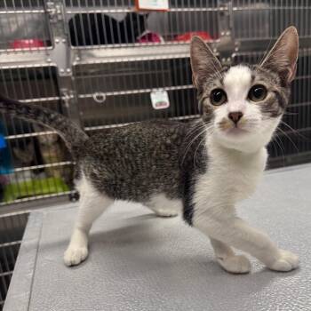 Aloe -  Domestic Short Hair Cat for Adoption in Spokane, Washington - Aloe | PetCurious