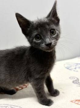 Katya -  Domestic Short Hair Cat for Adoption in West Chester, Pennsylvania - Katya | PetCurious