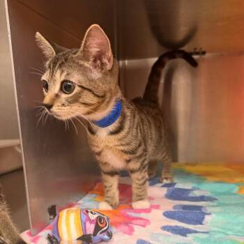 Wasabi -  Domestic Short Hair Cat for Adoption in Buffalo, New York - Wasabi | PetCurious