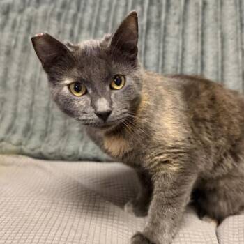 Butter Lovers -  Domestic Short Hair Cat for Adoption in Buffalo, Minnesota - Butter Lovers | PetCurious