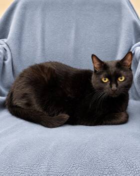 Lilith -  Domestic Short Hair Cat for Adoption in Rockwall, Texas - Lilith | PetCurious