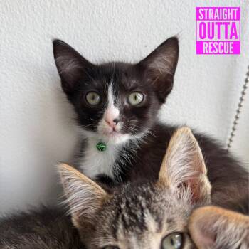 Linguine -  Domestic Short Hair Cat for Adoption in Vancouver, British Columbia - Linguine | PetCurious