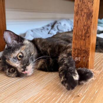 Ivy -  Tortoiseshell and Domestic Short Hair Cat for Adoption in Gilbert, Arizona - Ivy | PetCurious