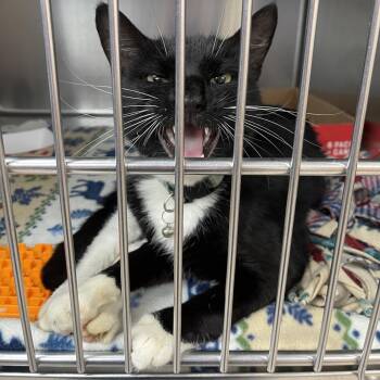 Jocky -  Domestic Short Hair Cat for Adoption in Newark, New Jersey - Jocky | PetCurious
