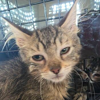Cat Woman (Carol Kitten 2) -  Domestic Medium Hair Cat for Adoption in Leander, Texas - Cat Woman (Carol Kitten 2) | PetCurious