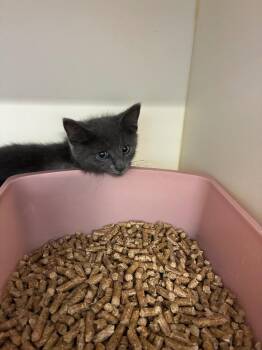Super Nova -  Domestic Short Hair Cat for Adoption in Bloomington, Indiana - Super Nova | PetCurious