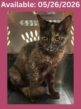 Cat Condo #10 Sasha -  Domestic Short Hair Cat Available for Adoption in Greenville, Texas - Cat Condo #10 Sasha | PetCurious