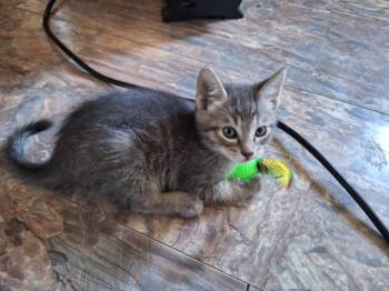 Rescue Domestic Short Hair Cats for Adoption in Union Gap, Washington - Lightning | PetCurious