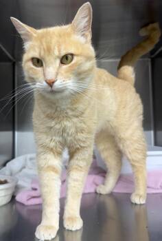 Felix -  Domestic Short Hair Cat for Adoption in Lagrange, Indiana - Felix | PetCurious