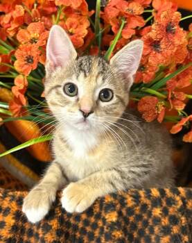 4/13/26 Artemis -  Domestic Short Hair Cat for Adoption in Stillwater, Oklahoma - 4/13/26 Artemis | PetCurious
