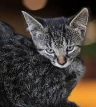 PeanutButter -  Domestic Short Hair Cat for Adoption in Simcoe, Ontario - PeanutButter | PetCurious