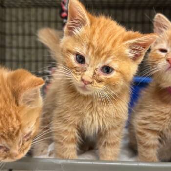 Rescue Domestic Short Hair Cats for Adoption in Milford, Iowa - Dorito | PetCurious