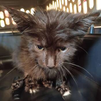 Spooky -  Domestic Short Hair Cat for Adoption in Lynchburg, Virginia - Spooky | PetCurious