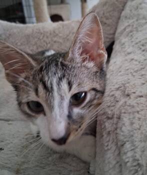 Mitch -  Domestic Short Hair Cat for Adoption in Oviedo, Florida - Mitch | PetCurious