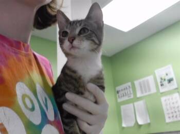 CAT STEVENS -  Domestic Short Hair Cat for Adoption in Omaha, Nebraska - CAT STEVENS | PetCurious