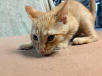 Yuengling -  Domestic Short Hair Cat for Adoption in Huntington, Indiana - Yuengling | PetCurious