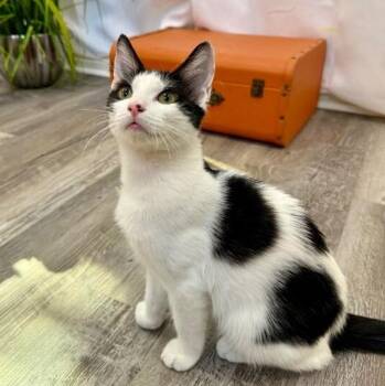 Spotty Arcangel -  Tuxedo and Domestic Short Hair Cat for Adoption in Friendswood, Texas - Spotty Arcangel | PetCurious
