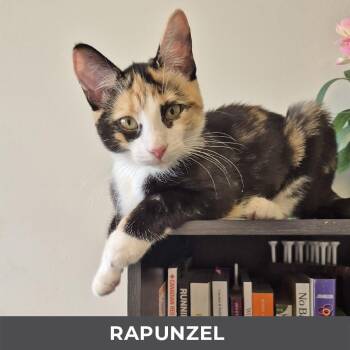 Rapunzel -  Domestic Short Hair Cat for Adoption in Toronto, Ontario - Rapunzel | PetCurious