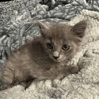 Froggy -  Dilute Calico Cat Available for Adoption in Palmetto Bay, Florida - Froggy | PetCurious