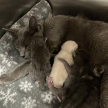 Halston -  Domestic Short Hair Cat for Adoption in Kanab, Utah - Halston | PetCurious