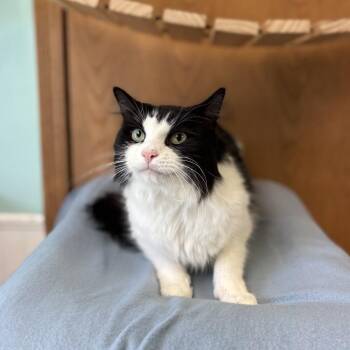 Mahoney***ADOPTION PENDING*** -  Domestic Long Hair Cat for Adoption in Fargo, North Dakota - Mahoney***ADOPTION PENDING*** | PetCurious