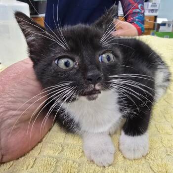 Petal -  Domestic Short Hair Cat for Adoption in Sunrise, Florida - Petal | PetCurious